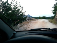 Hare on the road in Ipsario 