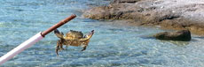 Crab on the Thassos beach